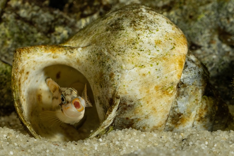 Telmatochromis bifrenatus 'Maswa'
